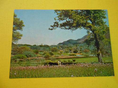 Vintage Post Card: Kirstenbosch Botanical Gardens, Cape Town